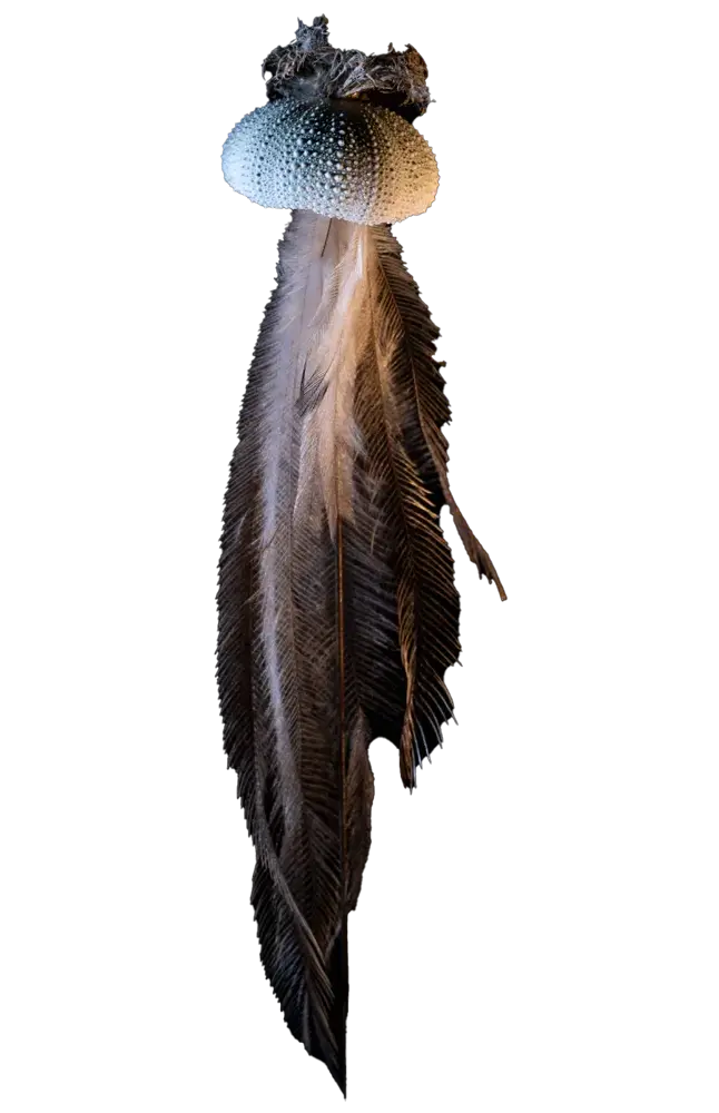 Etoile de Plumes, a sea urchin shell above a fall of feathers