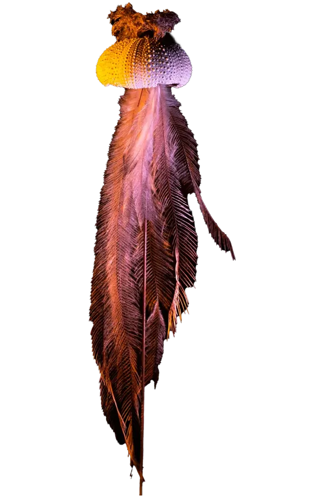 Etoile de Plumes, view 3 of 3